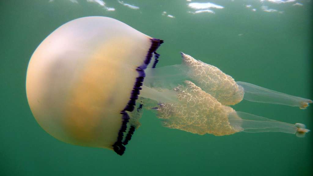 Une méduse en Méditerranée et en mer Noire (Rhizostoma pulmo) Une méduse en Méditerranée et en mer Noire (Rhizostoma pulmo)