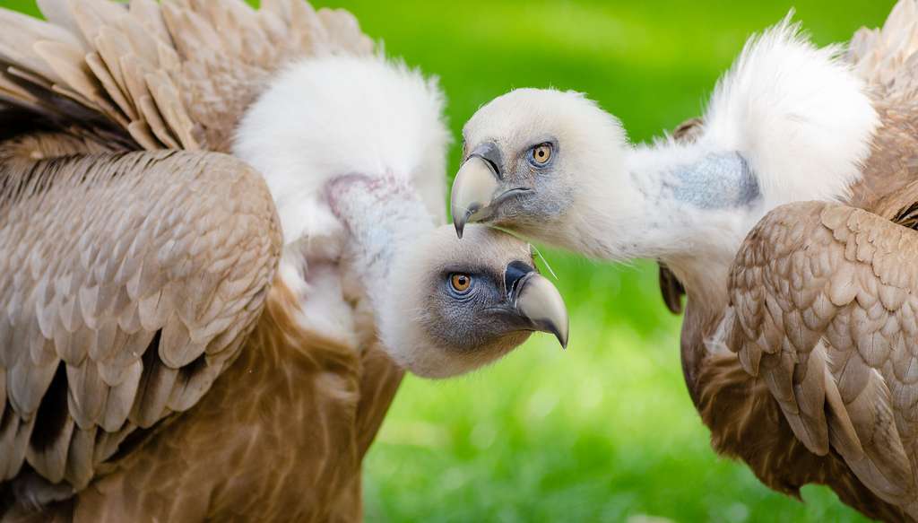 Jeunes vautours. © Pexels, Pixabay, DP 