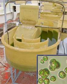 Muriellopsis : culture en laboratoire Crédits : OTT-CSIC Andalucía Muriellopsis : culture en laboratoire Crédits : OTT-CSIC Andalucía