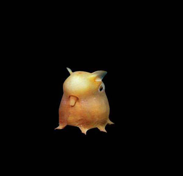 L'adorable poulpe Dumbo (Grimpoteuthis sp.) L'adorable poulpe Dumbo (Grimpoteuthis sp.)