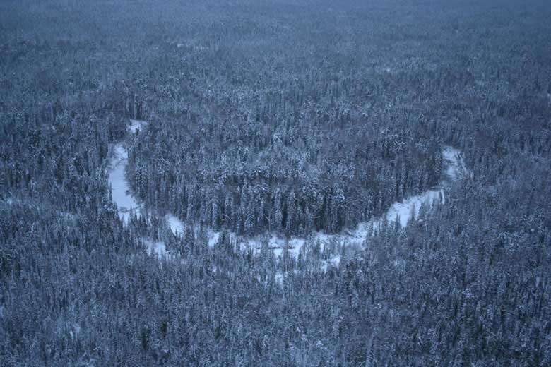 Vue d'hélicoptère des forêts Vue d'hélicoptère des forêts