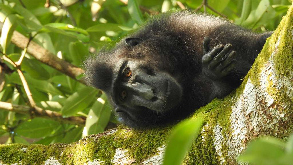 Le macaque nègre ou macaque des Célèbes Le macaque nègre ou macaque des Célèbes