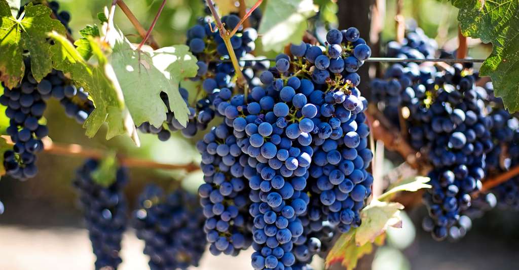 La vigne : plantation, culture et entretien. Raisin de la variété Muscat ; son arôme caractéristique provient de substances naturelles nommées « terpènes ». © Jill111, Pixabay, DP