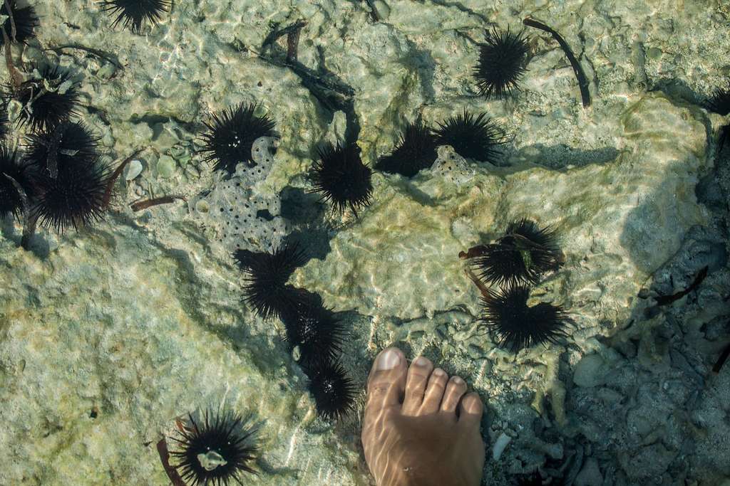 Les oursins vivent près des côtes. Un animal qui a du piquant ! © msupercolor, Shutterstock