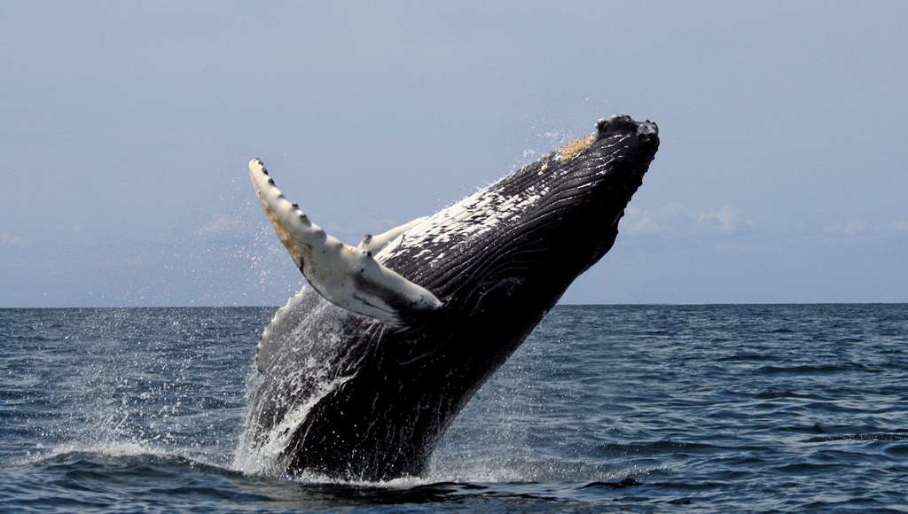 Des éoliennes imaginées à partir des nageoires des baleines Des éoliennes imaginées à partir des nageoires des baleines