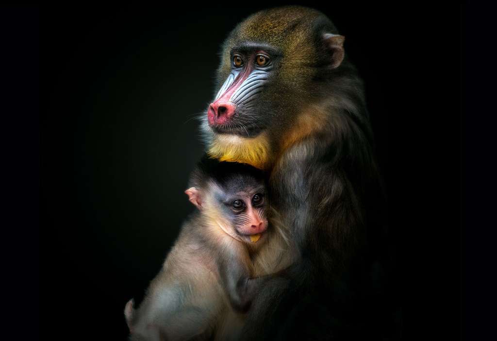 Photo | Le Mandrill, Un Singe Aux Couleurs Vives