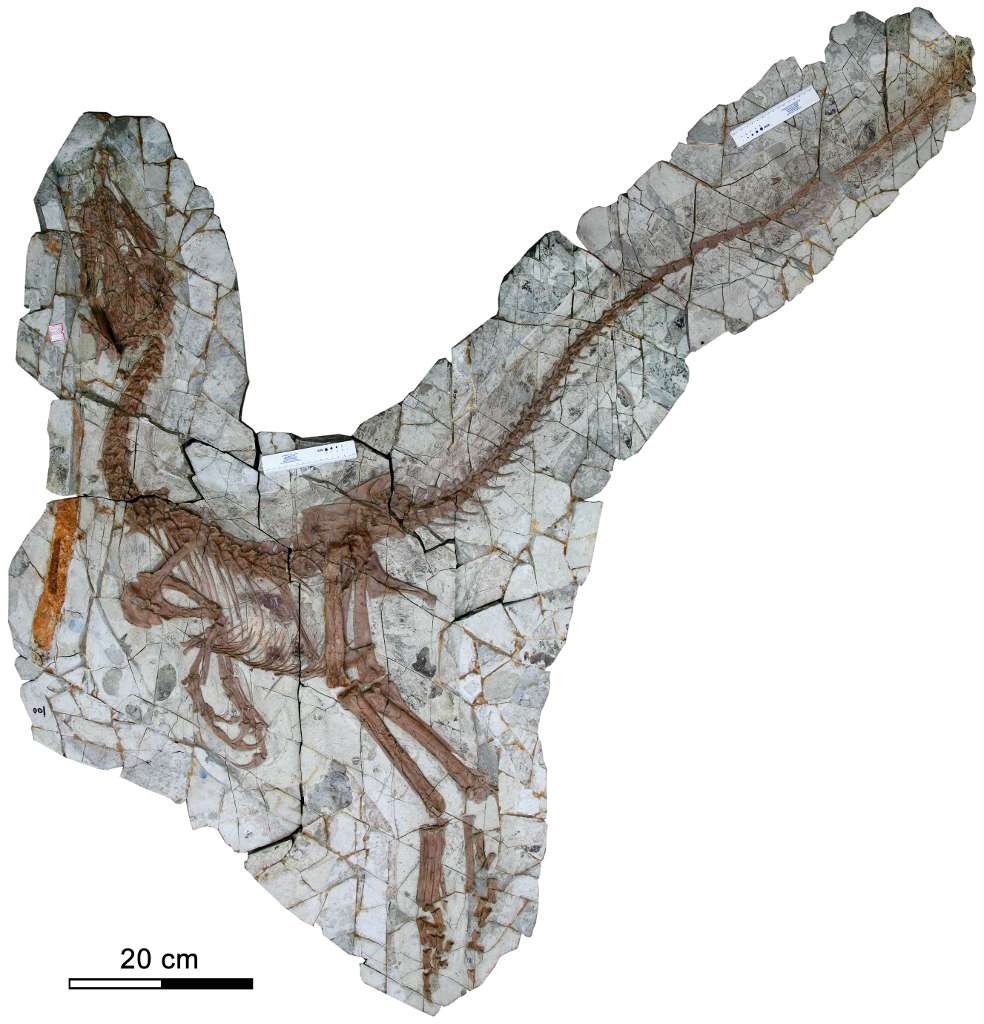 L'holotype de Sinocalliopteryx gigas. Il s'agit du squelette utilisé pour décrire cette espèce pour la première fois. Il a lui aussi été trouvé dans la formation géologique du Yixian en Chine. Des restes de Sinornithosaurus, un petit dinosaure volant de la famille des dromaeosauridés, sont visibles dans son abdomen, sous les côtes. © Xing et al. 2012, Plos One