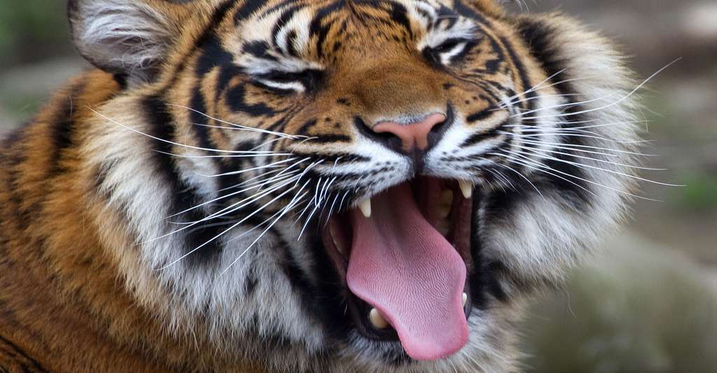 Tigre de Sumatra en plein bâillement. © Tony Hisgett, CC by-nc 2.0