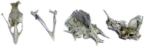 Identification de restes d'oiseaux. © Reproduction et utilisation interdites