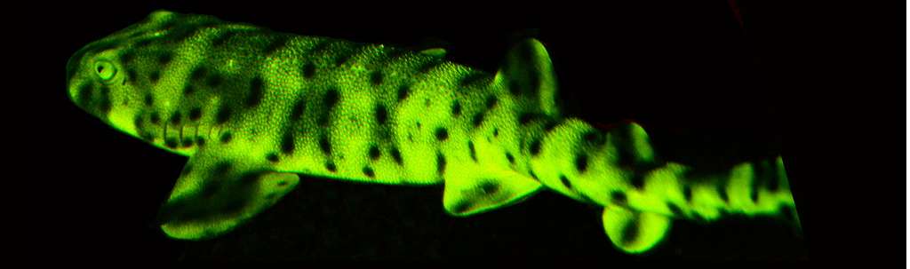 Cette roussette (Cephaloscyllium ventriosum) se trouve dans l'est du Pacifique subtropical. On peut la rencontrer jusqu'à presque 500 m de profondeur. © Sparks et al., Plos One, 2014