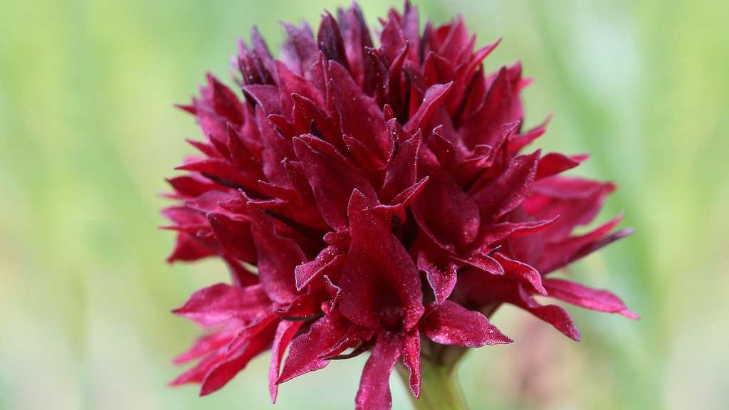 Nigritella, une orchidée artico-alpine vivant en altitude Nigritella, une orchidée artico-alpine vivant en altitude