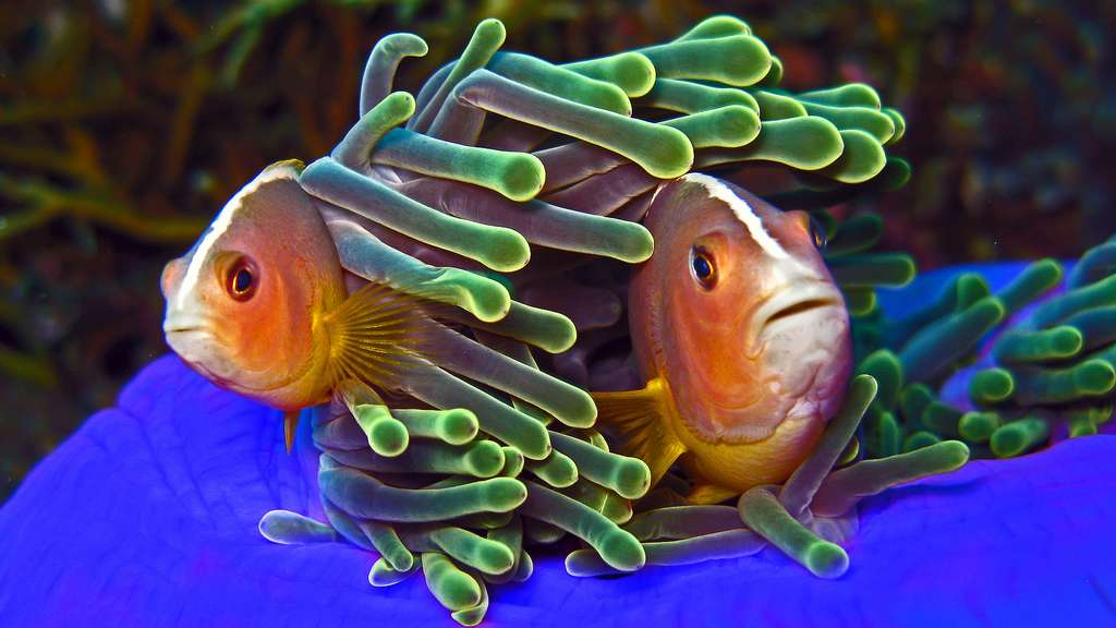 Photo Le Poisson Clown Ne Craint Pas Se Frotter A L Anemone