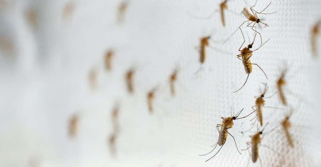 Le moustique n’est pas le meilleur allié en temps de guerre. Difficile en effet, de le dresser contre un camp en particulier. © panyawat, Adobe Stock