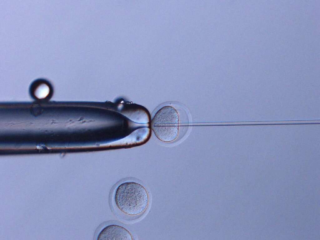 Des chercheurs de l’université de Yamanashi (Japon) ont injecté dans des cellules ovariennes « fraîches », un sperme de souris qui avait passé plusieurs années dans l’espace. Cette expérience est la plus longue expérience de biologie jamais effectuée à bord de la Station spatiale internationale (ISS). © Teryhiko Wakayama, Université de Yamanashi 