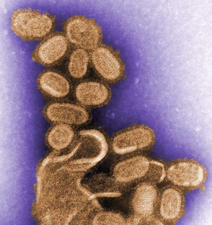 Le virus de la grippe espagnole observé au microscope électronique à transmission est l'un des virus les plus mortels. Il est stocké dans certains laboratoires de très haute sécurité. Mais on essaie de mettre au point des traitements qui permettraient d'y survivre s'ils venaient à être recréés dans la nature. © Cynthia Goldsmith, CDC, DP