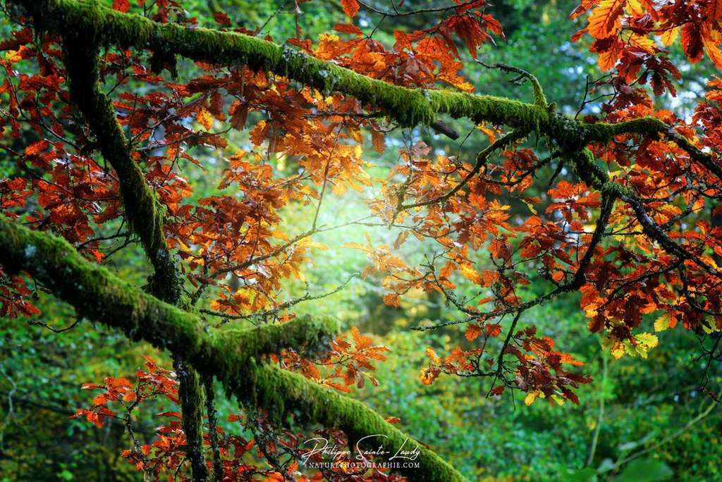 Lumière d'automne perçant les feuillages Lumière d'automne perçant les feuillages