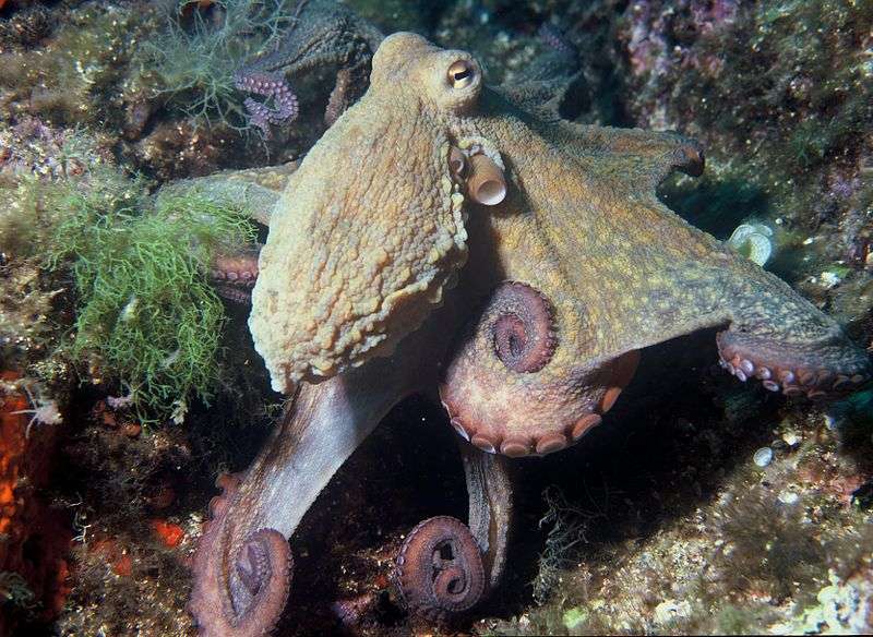Octopus vulgaris, ou pieuvre commune, vit notamment en Méditerranée. © Albert Kok, Wikimedia