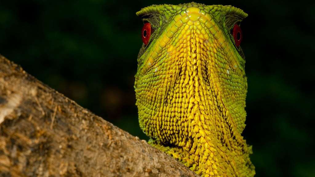 Sa majesté l’iguane Sa majesté l’iguane