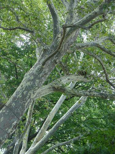 Le platane commun, également appelé « platane à feuilles d’érable ». © Geneva-wirth / Flickr - Licence Creative Common (by-nc-sa 2.0)