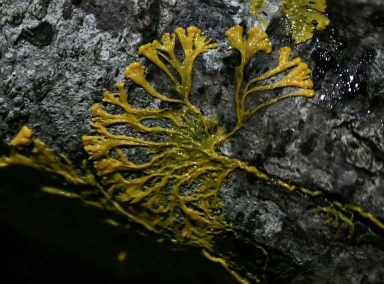 Un blob, une créature qui ressemble à un champignon mais qui se déplace d'1 cm par heure, nouvelle star du Parc zoologique de Paris, au bois de Vincennes. © Stéphane de Sakutin, AFP