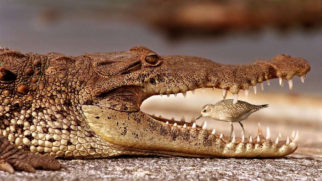 Photo Le Pluvier Grand Ami Du Crocodile