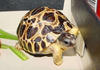 Bébé tortue est très vite autonome. © Philippe Mespoulhé - Tous droits de reproduction interdit.