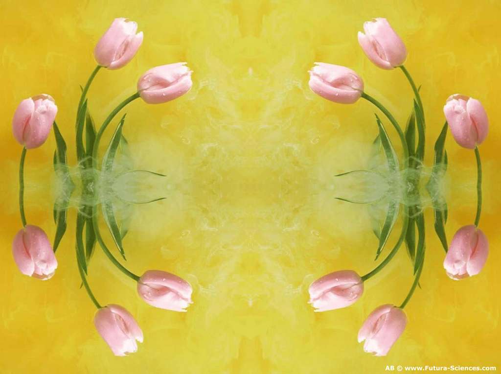 Tulipes roses Tulipes roses