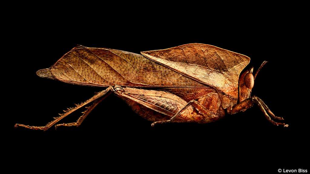 Une sauterelle qui imite une feuille morte Une sauterelle qui imite une feuille morte