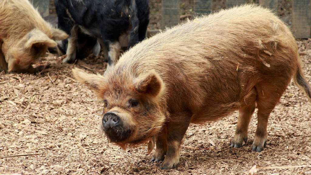Le cochon de Kunekune Le cochon de Kunekune