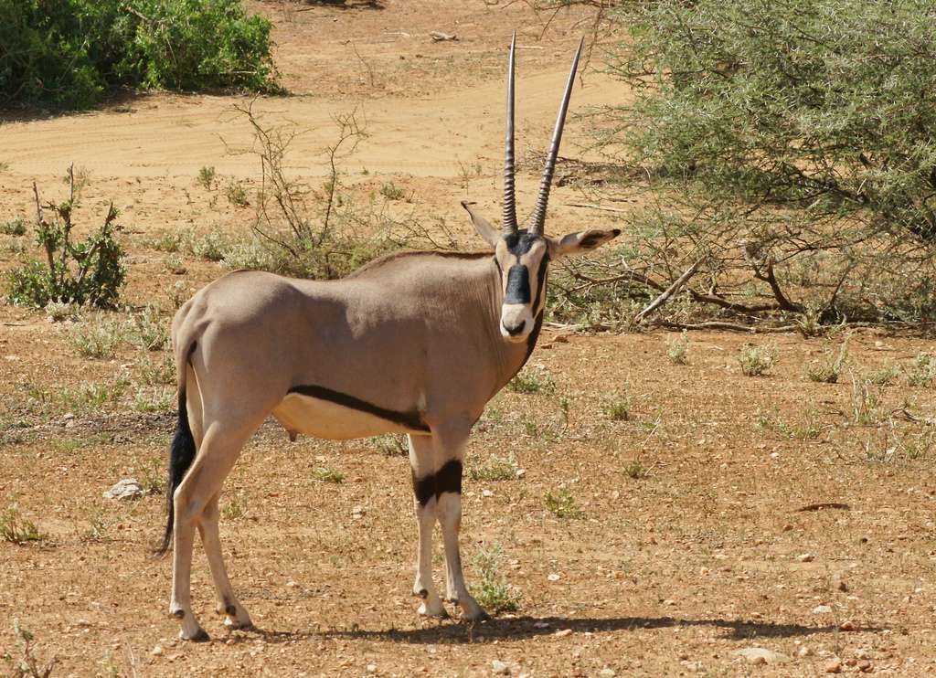 Oryx beïsa dans la réserve de Samburu, au Kenya. © rogersmithpix, Flickr, cc by nc 2.0