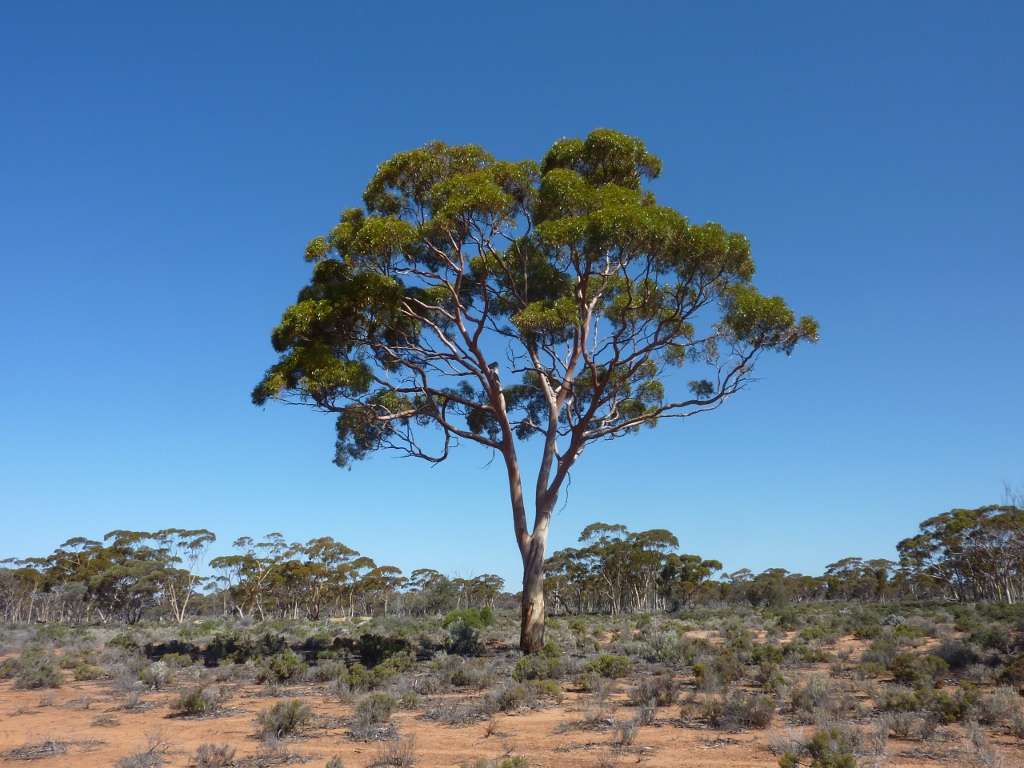  Les eucalyptus sont très inflammables et présents partout au Portugal. © Mel-Lintern