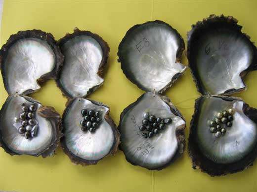 Perles. © Ifremer, tous droits de reproduction interdits
