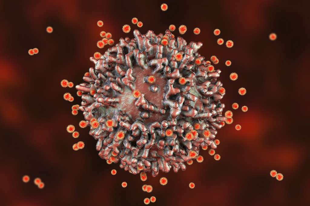 Le coronavirus se diffusant relativement lentement dans l’organisme, il laisse le temps aux cellules immunitaires de s’organiser. © Kateryna_Kon, Adobe Stock