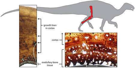 De l'os médullaire a aussi été trouvé chez les femelles de Tenontosaure. Cliquez pour agrandir. Crédit : Sarah Werning/UC Berkeley & Andrew Lee/Ohio University; fossil courtesy of the Oklahoma Museum of Natural History