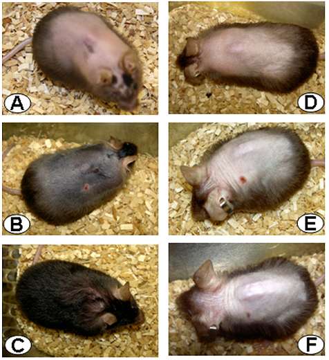 Les souris chauves traitées à l'astressine-B retrouvent progressivement leurs poils (A à C), alors que celles qui ne reçoivent pas la molécule restent chauves (D à F). © Plos One