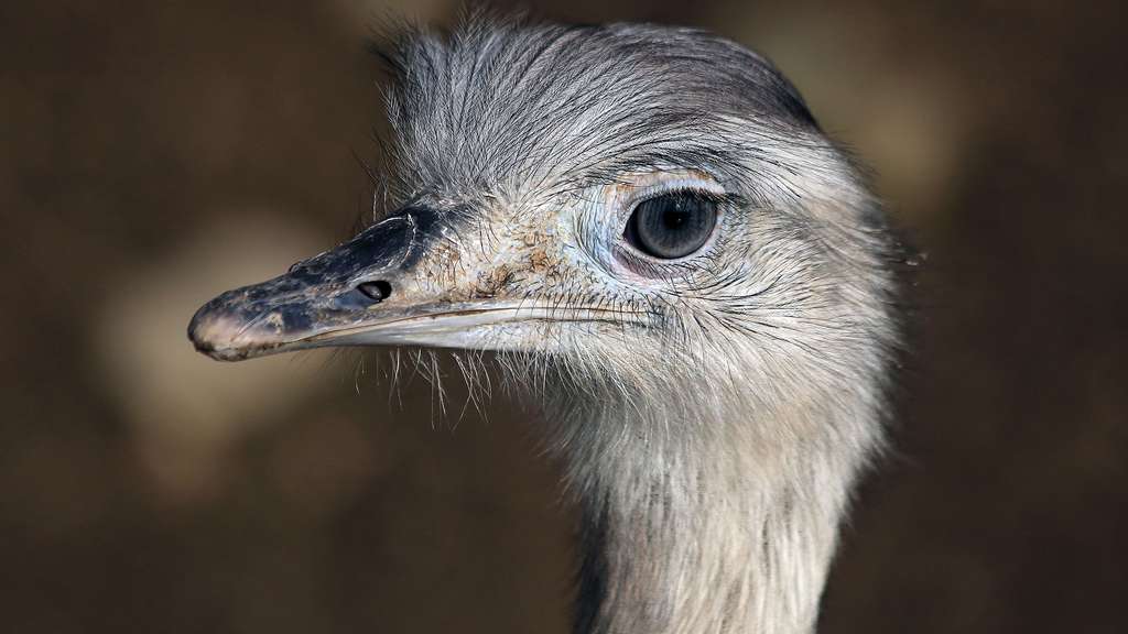 Le nandou d’Amérique, le plus gros oiseau du continent Le nandou d’Amérique, le plus gros oiseau du continent
