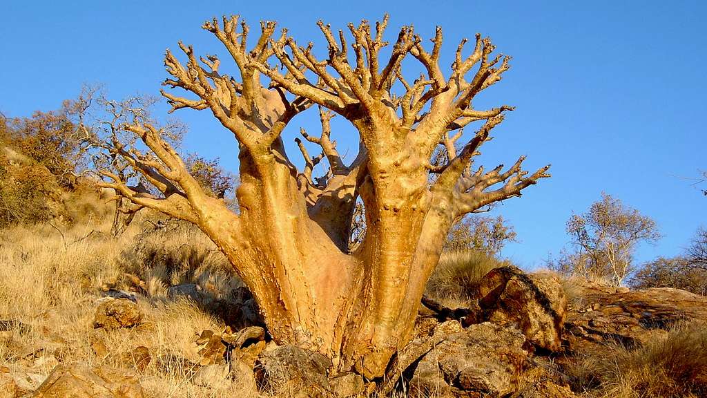 Le cobas, comme un baobab nain Le cobas, comme un baobab nain