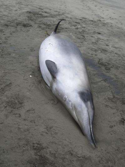 Deux baleines à bec de travers, Mesoplodon traversii, ont été retrouvées sur la plage d'Opape en Nouvelle-Zélande. Lorsque cette photo a été prise, les scientifiques pensaient observer, à tort, une espèce plus commune, la baleine grise à bec. © New-Zeland governement
