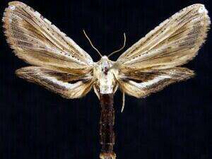 Un spécimen avec les ailes déployées de presque quatre centimètres d'envergure. © Jim Vargo