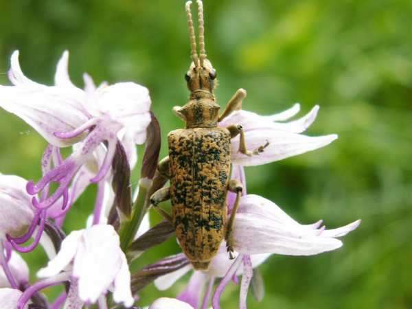 Rhagium sycophanta - Rhagie sycophante Rhagium sycophanta - Rhagie sycophante