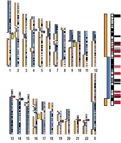 Représentation des 22 chromosomes humains et du chromosome X (agrandi à droite). Les barres bleues et orange représentent les séquences continues obtenues par le séquençage par nanopores. © Miga et al., Nature 2020