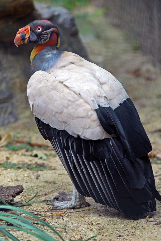 Après les deux espèces de condors, le sarcoramphe roi est la troisième plus grande espèce de rapaces d’Amérique. © Eric Kilby, Flickr, cc by sa 2.0