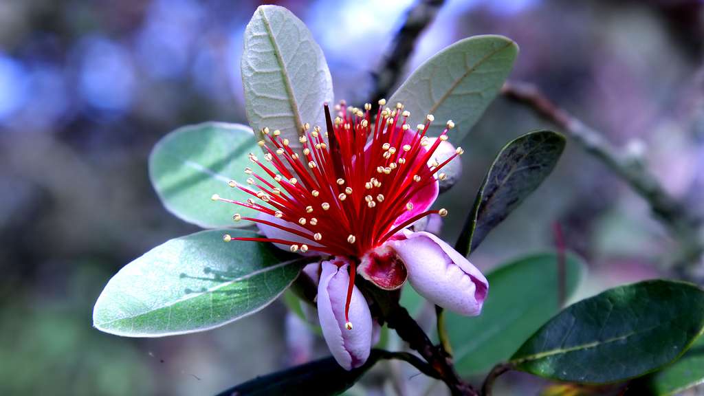 La fleur du Feijoa ou goyavier du Brésil La fleur du Feijoa ou goyavier du Brésil