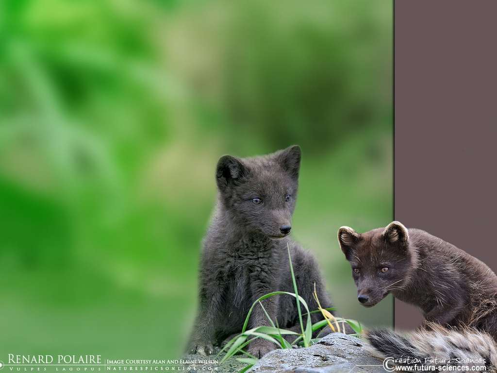 Renard polaire Renard polaire