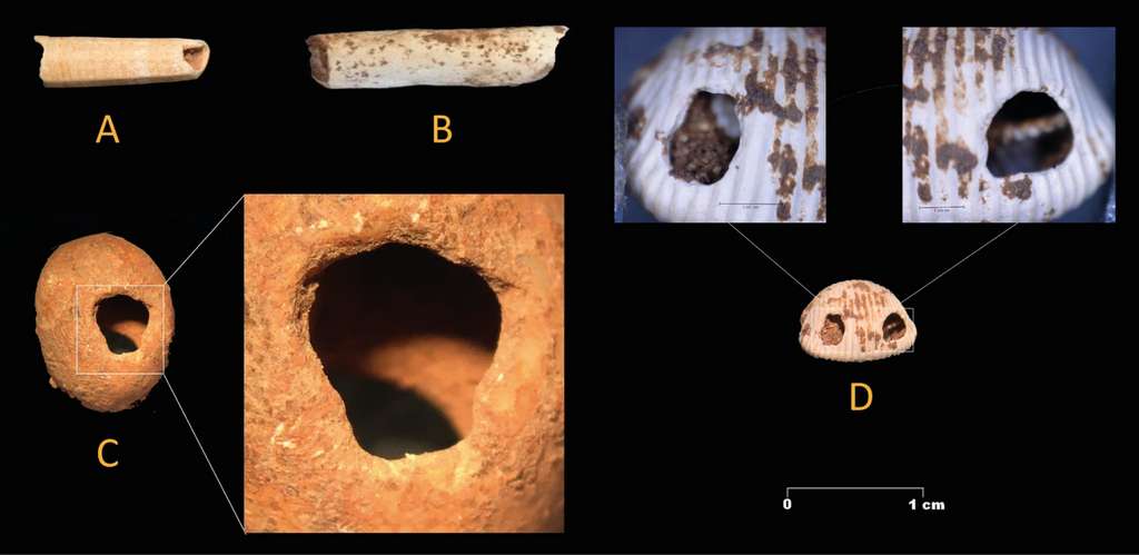 Différents ornements fabriqués à partir de mollusques ont été retrouvés dans la grotte : ceux de gauche datent du Gravettien, tandis que pour ceux de droite l'origine reste incertaine. © Ramos-Muñoz et al.
