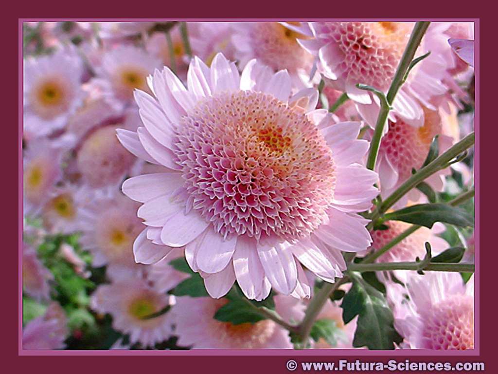 Dahlia rose Dahlia rose