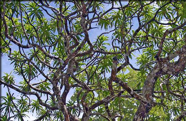 L’arbre dragon de Kaweesak, haut de 12 mètres, était bien connu des populations thaïlandaises, mais jamais décrit par les scientifiques. © Paul Wilkin
