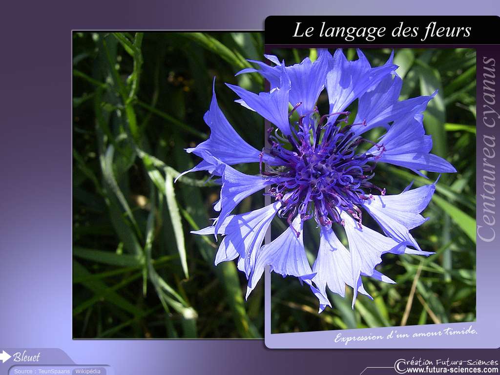 Bleuet amour timide Bleuet amour timide