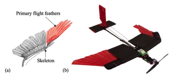 Biomimétisme Un Drone Inspiré Des Oiseaux Pour Se Faufiler