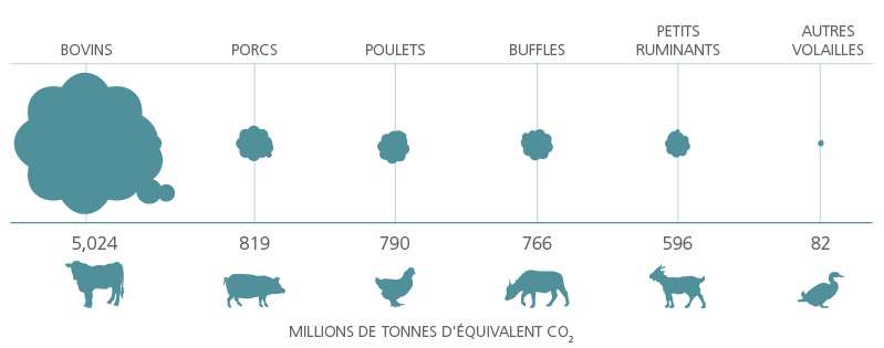 En matière d’émission de gaz à effet de serre, les plus gros contributeurs sont la viande bovine et le lait qui comptent respectivement pour plus de 40 % et pour presque 20 % des émissions du secteur. © FAO